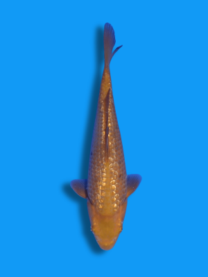 Ginrin Chagoi | Koi&Co.